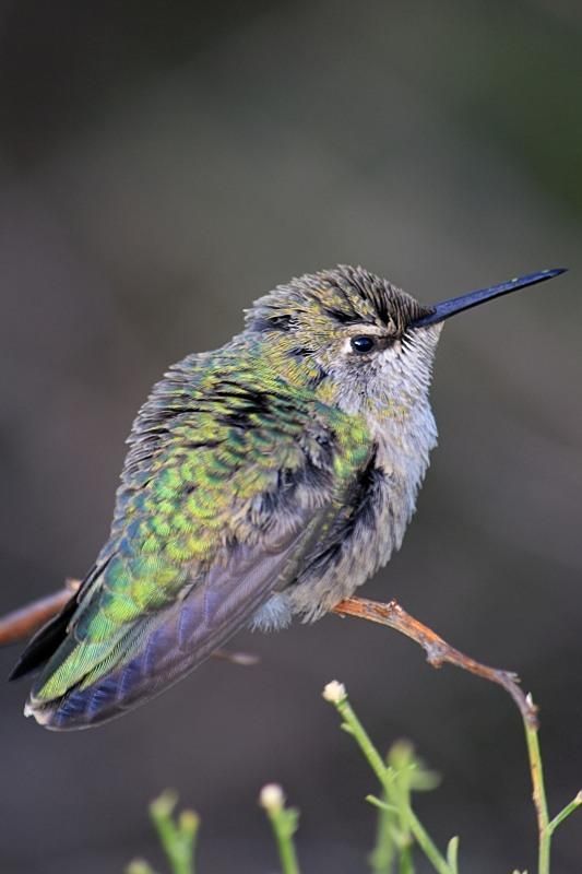 Hummingbirds from backyards and beyond